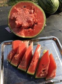 网红瓜可以在哪吃,揭秘各大热门美食聚集地 第2张 网红瓜可以在哪吃,揭秘各大热门美食聚集地 第2张