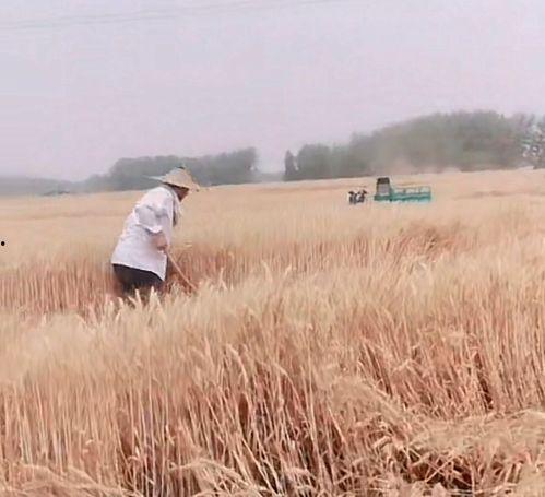 孩子失踪爆料视频播放大全,揭秘失踪背后的真相与挑战  第3张 孩子失踪爆料视频播放大全,揭秘失踪背后的真相与挑战  第3张