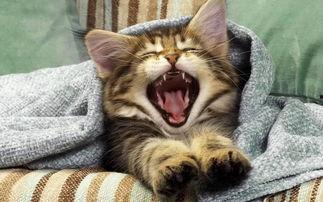 小猫咪闯天下爆料视频,萌宠探险记  第2张 小猫咪闯天下爆料视频,萌宠探险记  第2张