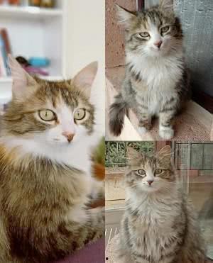 小猫咪闯天下爆料视频,萌宠探险记  第3张 小猫咪闯天下爆料视频,萌宠探险记  第3张