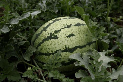 2023年6月网红吃瓜,盘点热门事件与幕后真相  第3张 2023年6月网红吃瓜,盘点热门事件与幕后真相  第3张