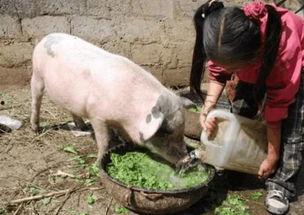 娱乐吃瓜猪衢州  第2张 娱乐吃瓜猪衢州  第2张