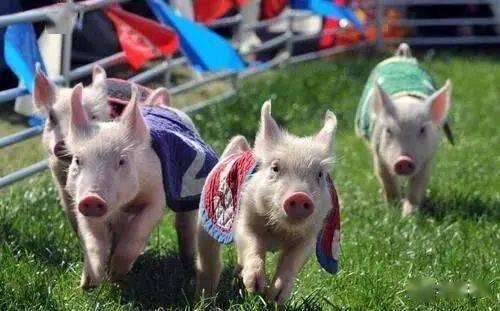 娱乐吃瓜猪衢州  第3张 娱乐吃瓜猪衢州  第3张